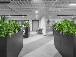 10 идеальных растений для озеленения офиса